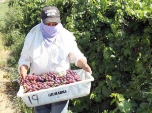 Photo: A farmworker harvests table grapes at a California vineyard. Credit: Kirk McKoy / Los Angeles Times
